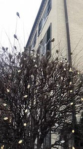 You’ve heard of a partridge in a pear tree – so check this out! My brother sent me this video from Washington. ABC7 News | Dan Ashley