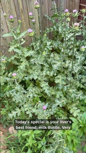 Harvesting & Sautéing Milk Thistle Leaves 🌿 | Garden-to-Table ASMR | Nature's Liver Herb