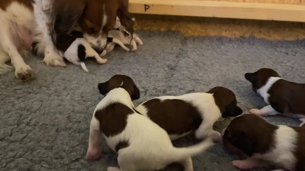 First attempt to walk!!!! 🐾🎉💪#kooiker #kooikerhondje #puppies #puppy #cutepuppies