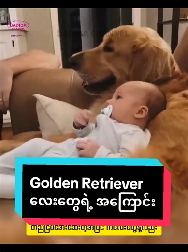 Golden Retriever: အကြောင်းများနှင့် အကြောင်းရင်းများ