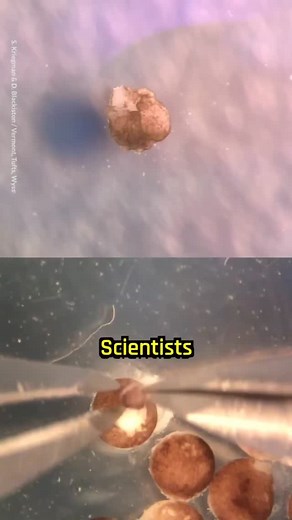 Artificial Intelligence | AI on Instagram: "Scientists built first living robots that can reproduce. #Science #Research #Biology #Biotech"