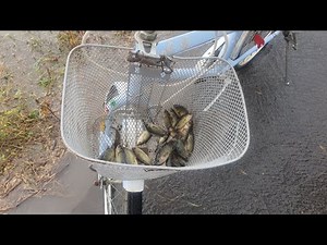 ត្រីស្រែធម្មជាតិ ច្រើនម្លេះទេ បងប្អូនអើយ!