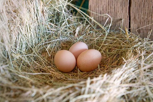 How Long Do Fresh Eggs Last?