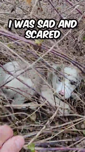 Rescue Dogs: Heartwarming Stories of Hope