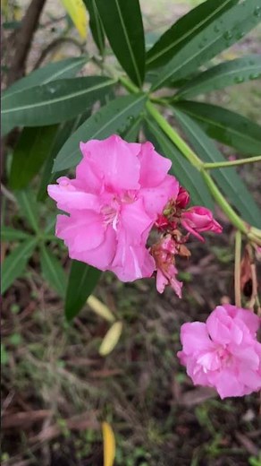 夾竹桃（キョウチクトウ）の花