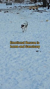 Follow us for real life rescue. #rescuelife #rescue #emotionalrescuedogs | Rescue Life