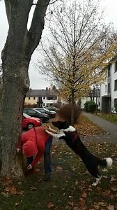 258K views · 2.4K reactions | Who let these dogs out? Seriously, who? Because they're jumping all over people!  | Try Not to Laugh | Facebook