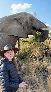 Look at this amazing elephant bull named Chova, who has around 40,000 muscles in his trunk! 🐘🌍 #brookecarter #wildlife #Conservation | Brooke.Carter