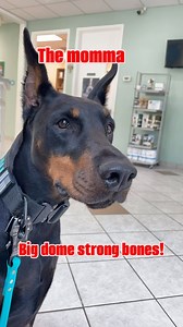 1.9K views · 33 reactions | Another successful breeding with this big strong momma out of @recon_dobermans Sired by #casanovatherussiandoberman | European Doberman Stud | Facebook