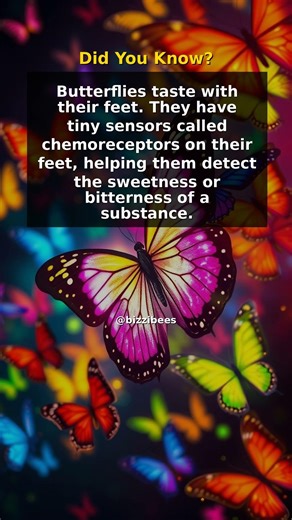 Did You Know? - Butterflies