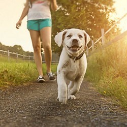 5 astuces pour protéger les coussinets de votre chien du sol brûlant