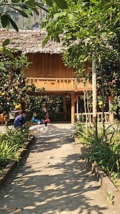 36K views · 186 reactions | Harvesting cassava garden - processingdry cassava andpreserve in winter. #xuântrường #harvest #cassava #cooking | Monkey SoK Ya | Facebook