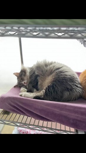 9.4K views · 1.1K reactions | Goodnight from all the Furballs , the absolute sleep experts  #sleepingbeauty #sleeptight #safeandsound #bedtime #feralcats #furballfarmpetsanctuary | Furball Farm Cat Sanctuary | Facebook