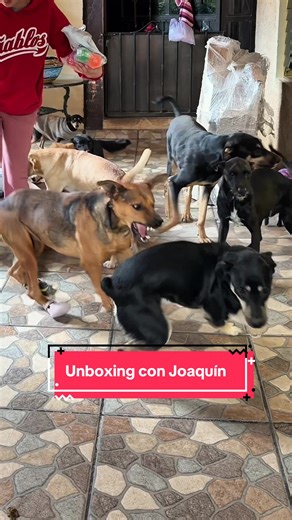 Video de losperritosdeval (@losperritosdeval) relacionado con “joaquin el perro”