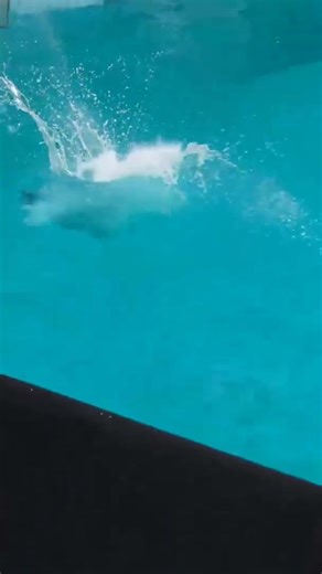 Men's 3M Diving Springboard Beautiful Amazing and the best diving