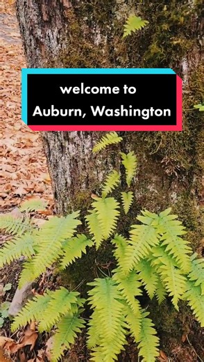 Exploring Auburn, Washington: A Quaint and Beautiful Home