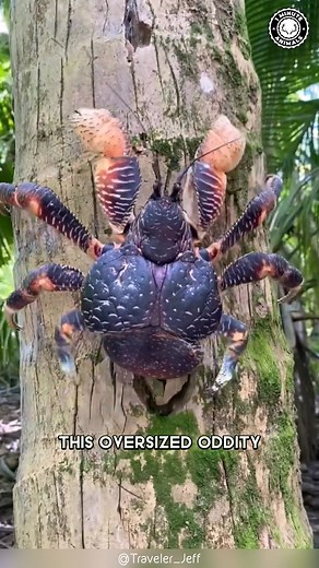 144K views · 6.3K reactions | Coconut Crab 呂 The GIANT Climber! This massive crab can crack open coconuts with its claws and even climb trees to steal them. It’s the largest land crab on Earth — and it’s stronger than it looks. Wait till you see what else it steals! #wildlife #nature #animalfacts #animalvideos | 1 Minute Animals | Facebook