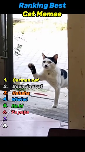 Ranking Cat Memes That Own the Internet #catmemes #funny #shorts