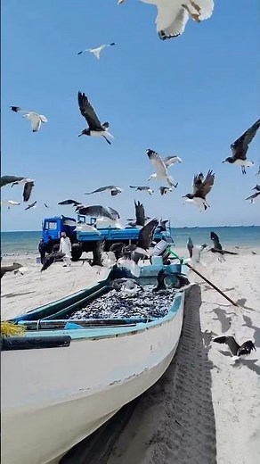 Seagulls - Seagulls Sound