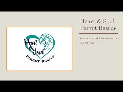 Heart & Soul Parrot Rescue: Birds for Adoption
