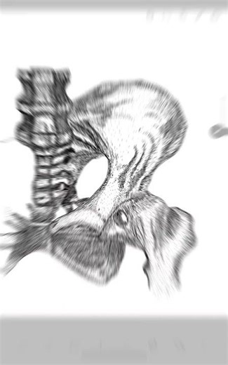 “Built for strength, shaped for life — the pelvis.” #pelvis #drawing #anatomy #shorts