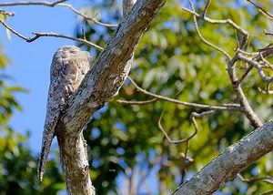 31 Great Potoo Facts (Yes, They're Real!) Ultimate Guide | JustBirding