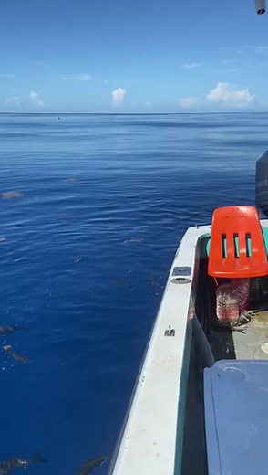 Pesca de Dorado #pescadedorado #pescaenmiami #viral #pescaprofunda