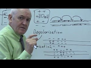 Nervous system 4, Nerve impulses
