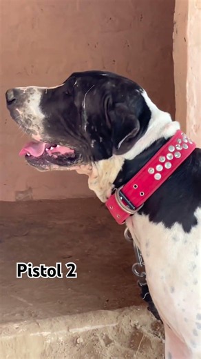 #bullykutta #bullybreed #bullykuttaimportexport #buly #bullydog #shortsfeed #shorts #short