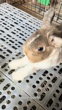 Angry rabbit 😂 #rabbit #bunny #pets #funnybunny #cute #anmals #cutebunny