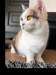 1.9K views · 587 reactions | Living doll | Paula Taylor | Facebook