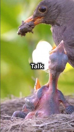 Cuckoo | The Parasite Bird