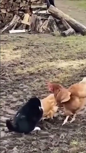 Funny🤣! fighting between two hens and a cat.