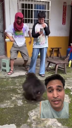 Dangerous Monkey 🐵 #monkey #monkeybehavior #monkeyvideo #dangerous #danger #attack #monkeylife