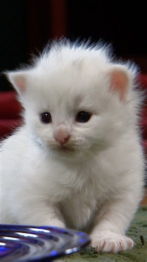 The kittens meet a new challenge: water! 😂 Stream Too Cute! on @DiscoveryPlus #TooCute! #cattok #kittens #kitty | Animal Planet