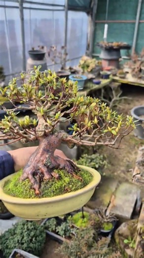 화엄(華嚴) 철쭉 #サツキ #smile_bonsai_auction #bonsai #盆栽競賣 #盆景