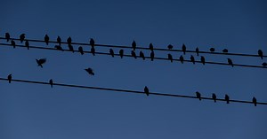 Why do birds hang out on power lines in D-FW? Curious Texas heads to the skies