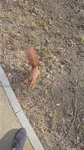 🐿The squirrel jumps on his foot #squirrel #animals