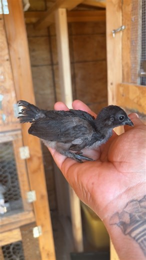 Explore the Kikiriki Chickens in Riverside, California