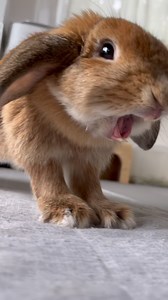 551K views · 1.7K reactions | funny bunny #WeeklyFluff Mochichimochi | Instagram | Facebook