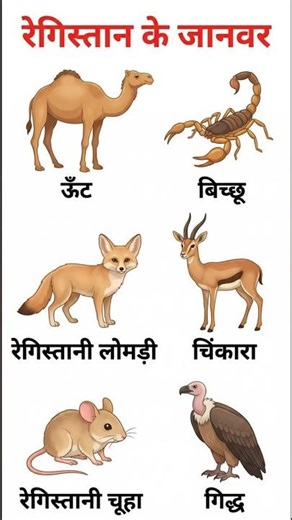 10 Desert Animals | Desert Animals Hindi | Camel Scorpion Vulture | Kids Learning