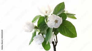 flower, quince, flora, background, design, floral, tree, food, pattern, fruit, summer, nature, banner, leaf, spring, bloom, natural, petal, plant, botany, fresh, blossom, blooming, garden, green, clos
