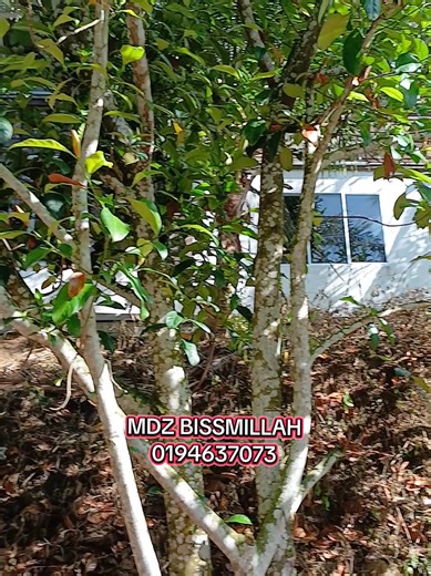 Tanah Dusun Di Tambun Limau Bali Untuk Dijual