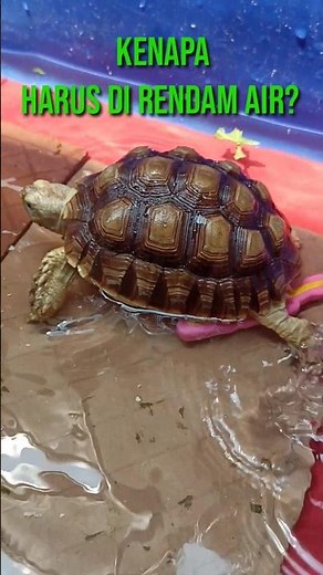 Tips Memelihara Kura Kura SULCATA