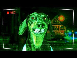 The Most Biting Dog Breed Ever! Cute & Funny Dachshund Video!