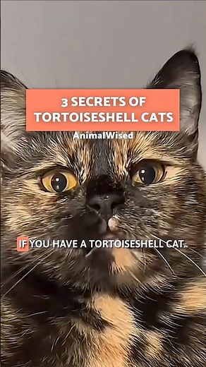 3 SECRETS of Tortoiseshell Cats Revealed! 🐈🖤 #TortoiseshellCats #Shorts