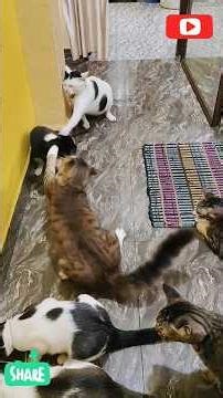 Dekhiye Breakfast time pillu aur Ena kaise Maku ko mar rahe hai🤣🤣🤣 #cat #cuteanimal #cutecat #funny