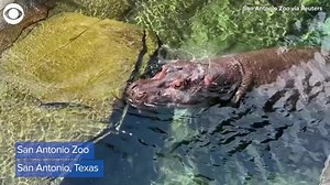 SLO-MO WIGGLES: Take a look at Uma the hippo's impressive ear wiggles in slow motion at San Antonio Zoo on June 15. The zoo told Reuters: "Hippos wiggle their ears to remove water from their ears when they surface. On land, they also do it to swat away insects." | KLBK News - EverythingLubbock.com