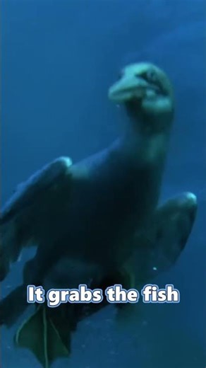 Fastest Diving Bird #wildlife #shorts