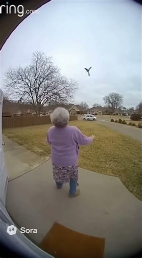 Hawk flys away with small dog #animals #doorbellcamera